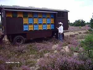 Bienenwagen in der Heide